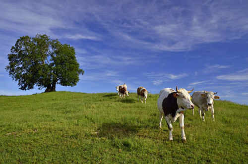 Kühe in Bayern Bild: Wikipedia Commons